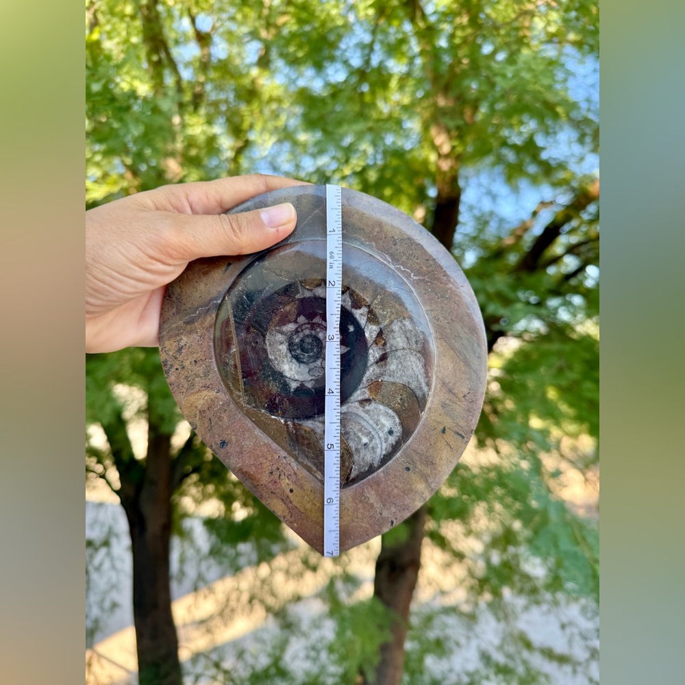 Ammonite Fossil from Morocco - Picture 6 of 6